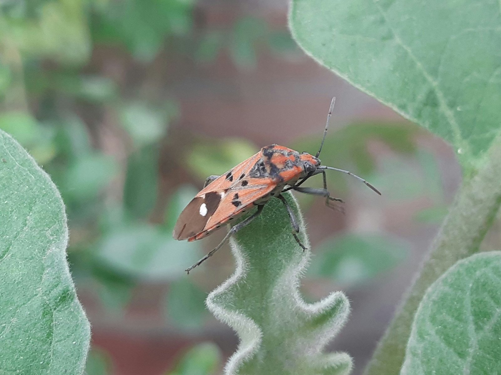 a close up of a bug on a plant